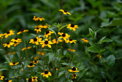 Close-up of yellow flowering plants on field