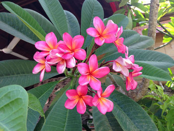 Close-up of pink flowers blooming outdoors