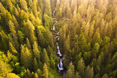 High angle view of trees in forest during sunset, triborg, germany