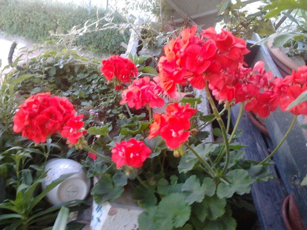 HIGH ANGLE VIEW OF RED ROSES