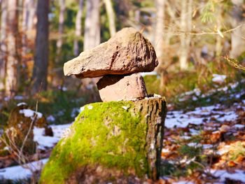 Close-up of tree stump