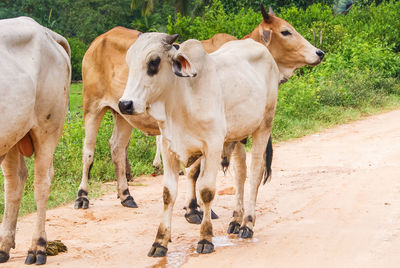 Herd of cows on country road