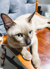 Close-up portrait of cat looking at camera
