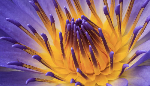 Close-up of yellow flowering plant