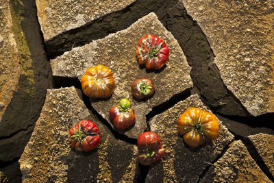 High angle view of various flowers on cactus