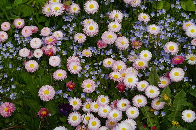 High angle view of flowering plants