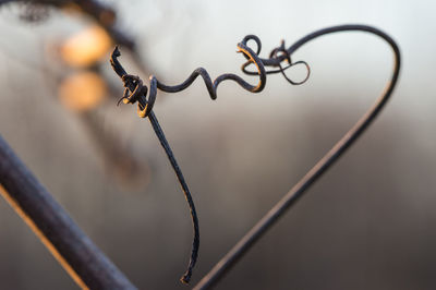 Close-up of barbed wire