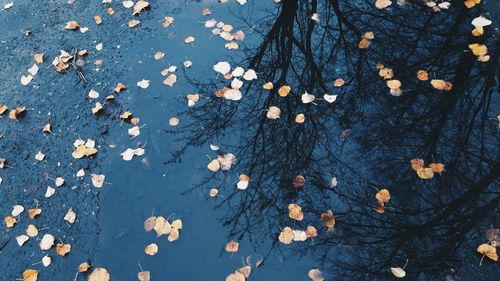 Fallen leaves on ground