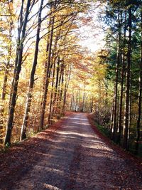 Empty road amidst trees in forest during autumn