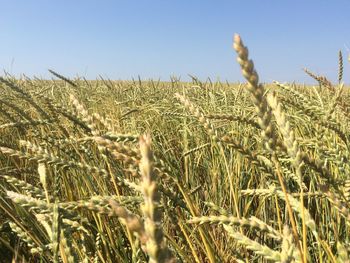 Close-up of stalks in field against clear sky