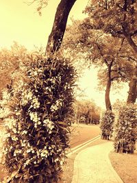 Trees growing by road against sky