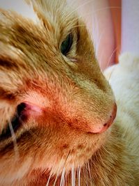 Close-up of cat looking away