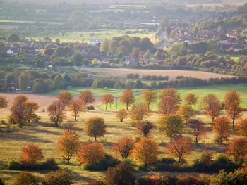 Scenic view of trees against sky