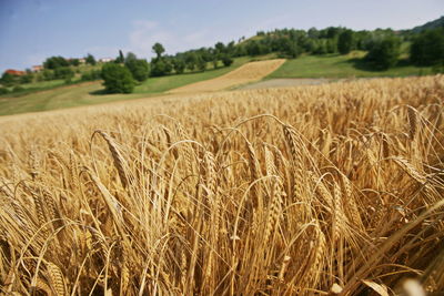 Wheat field. ears of golden wheat close up.