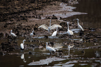 Seagulls on a lake