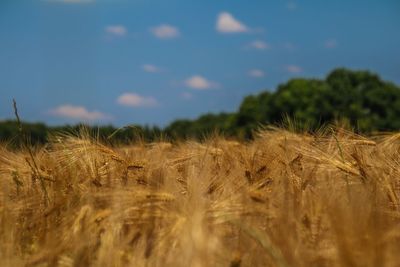 View of wheat field against sky