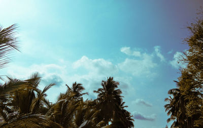 Low angle view of coconut palm trees against blue sky