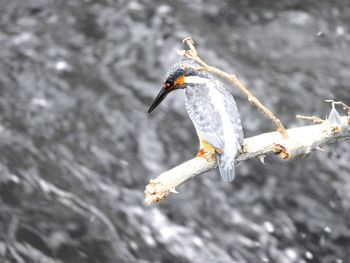 Close-up of bird