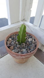 High angle view of potted plant on window sill