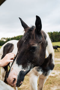 Side view of a horse on field