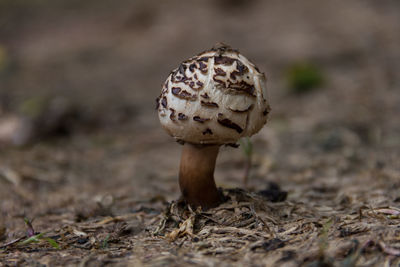 Close-up of mushroom growing on field