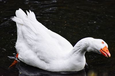 High angle view of swan swimming in lake