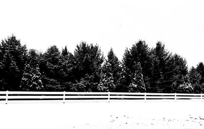 Trees against clear sky during winter