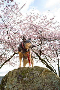 Low angle view of horse on tree against sky