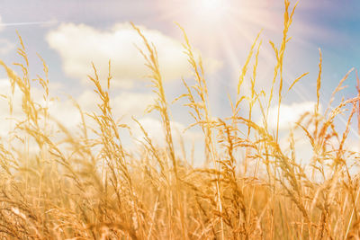 Close-up of wheat field against sky