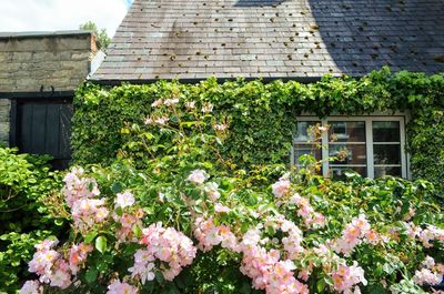 Flowering plants by building