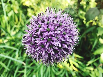Close-up of purple flowering plant