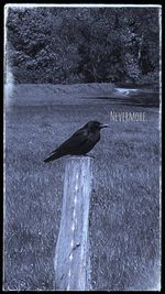 Bird perching on water