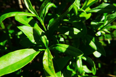 Close-up of green leaves on plant