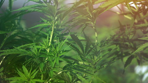 Close-up of fresh green plant