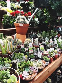 Potted plants in greenhouse