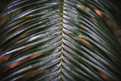 Close-up of raindrops on leaves