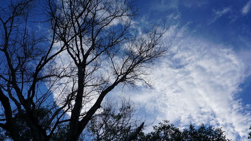 Low angle view of bare tree against sky