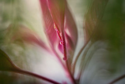 Close-up of pink rose flower