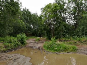 Scenic view of river amidst trees in forest against sky