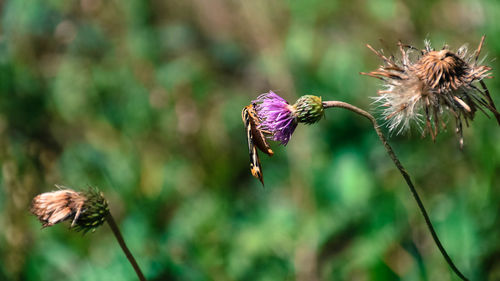 Close-up of butterfly on purple flowering plant