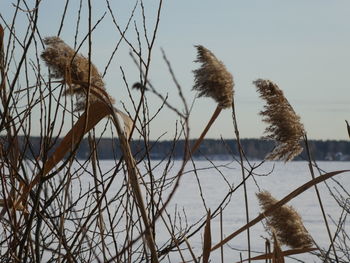 Close-up of dry plants by lake against sky