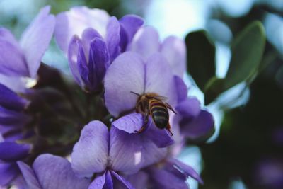 Close-up of bee on purple flowers