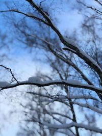 Low angle view of bare tree branches during winter