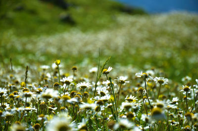 Close-up of white daisy flowers in field