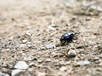 Close-up of insect