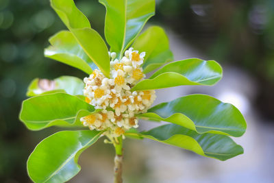 Close-up of flowering plant