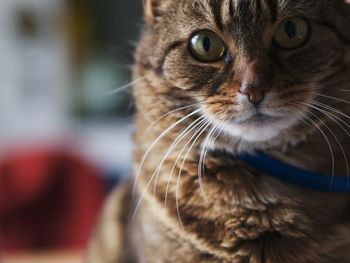 Close-up portrait of cat