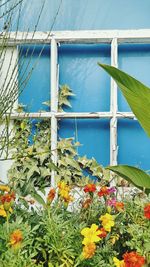 Plants growing against the sky