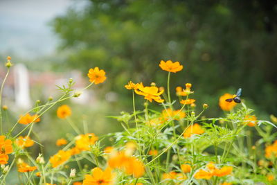 Close-up of yellow flowers