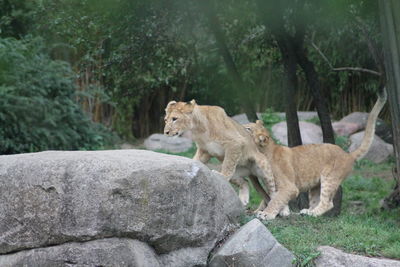 View of a lion family